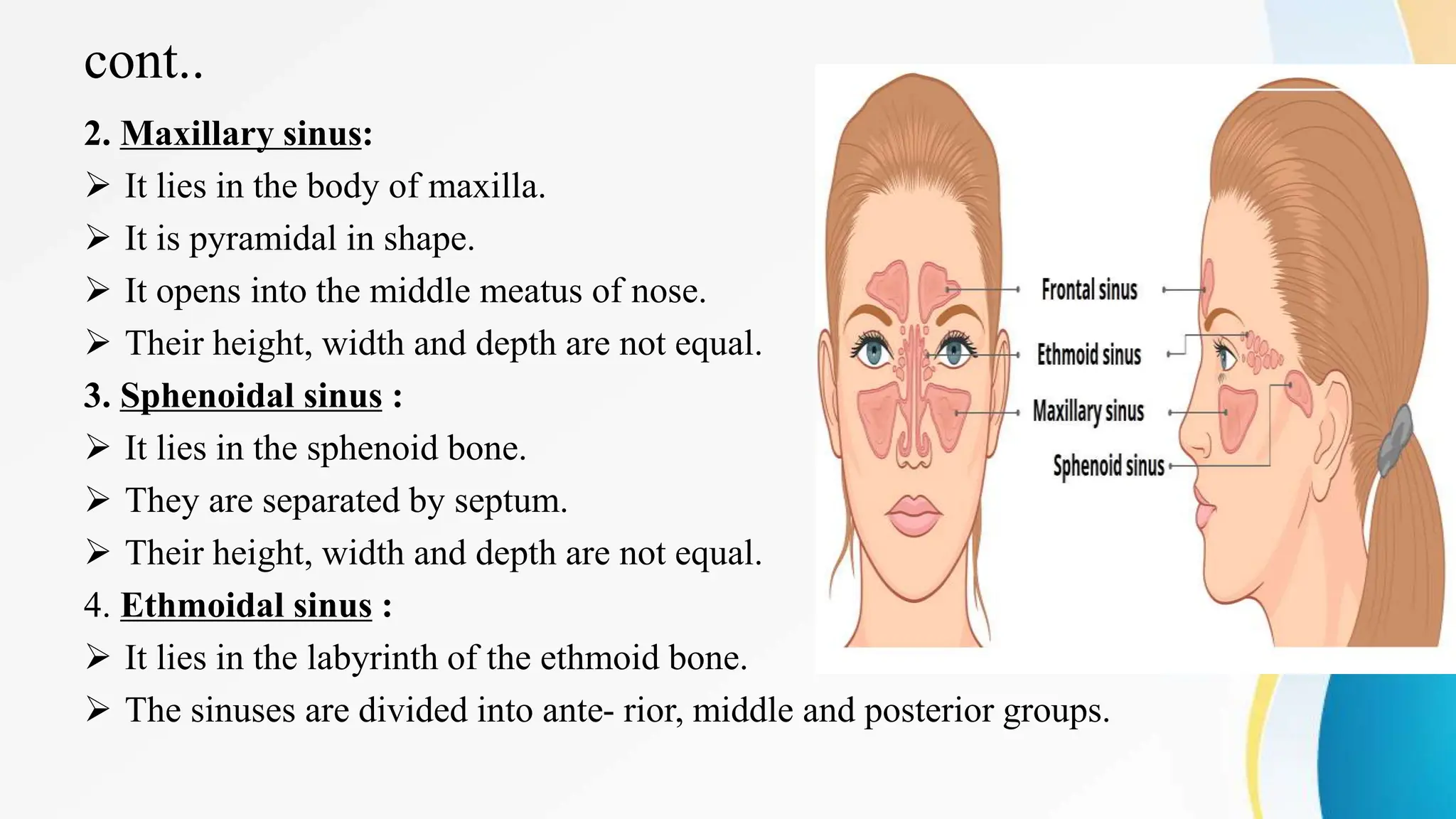 cont..
2. Maxillary sinus:
 It lies in the body of maxilla.
 It is pyramidal in shape.
 It opens into the middle meatus of nose.
 Their height, width and depth are not equal.
3. Sphenoidal sinus :
 It lies in the sphenoid bone.
 They are separated by septum.
 Their height, width and depth are not equal.
4. Ethmoidal sinus :
 It lies in the labyrinth of the ethmoid bone.
 The sinuses are divided into ante- rior, middle and posterior groups.
 