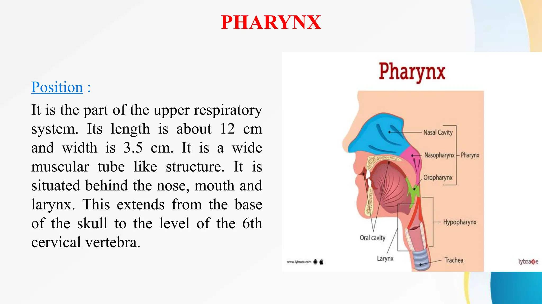 PHARYNX
Position :
It is the part of the upper respiratory
system. Its length is about 12 cm
and width is 3.5 cm. It is a wide
muscular tube like structure. It is
situated behind the nose, mouth and
larynx. This extends from the base
of the skull to the level of the 6th
cervical vertebra.
 