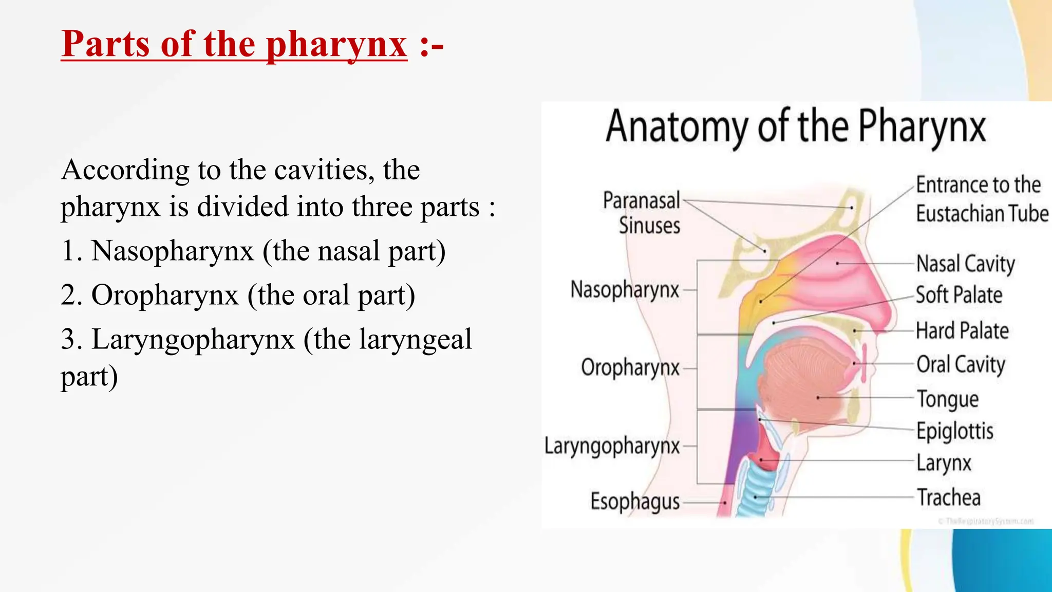 Parts of the pharynx :-
According to the cavities, the
pharynx is divided into three parts :
1. Nasopharynx (the nasal part)
2. Oropharynx (the oral part)
3. Laryngopharynx (the laryngeal
part)
 