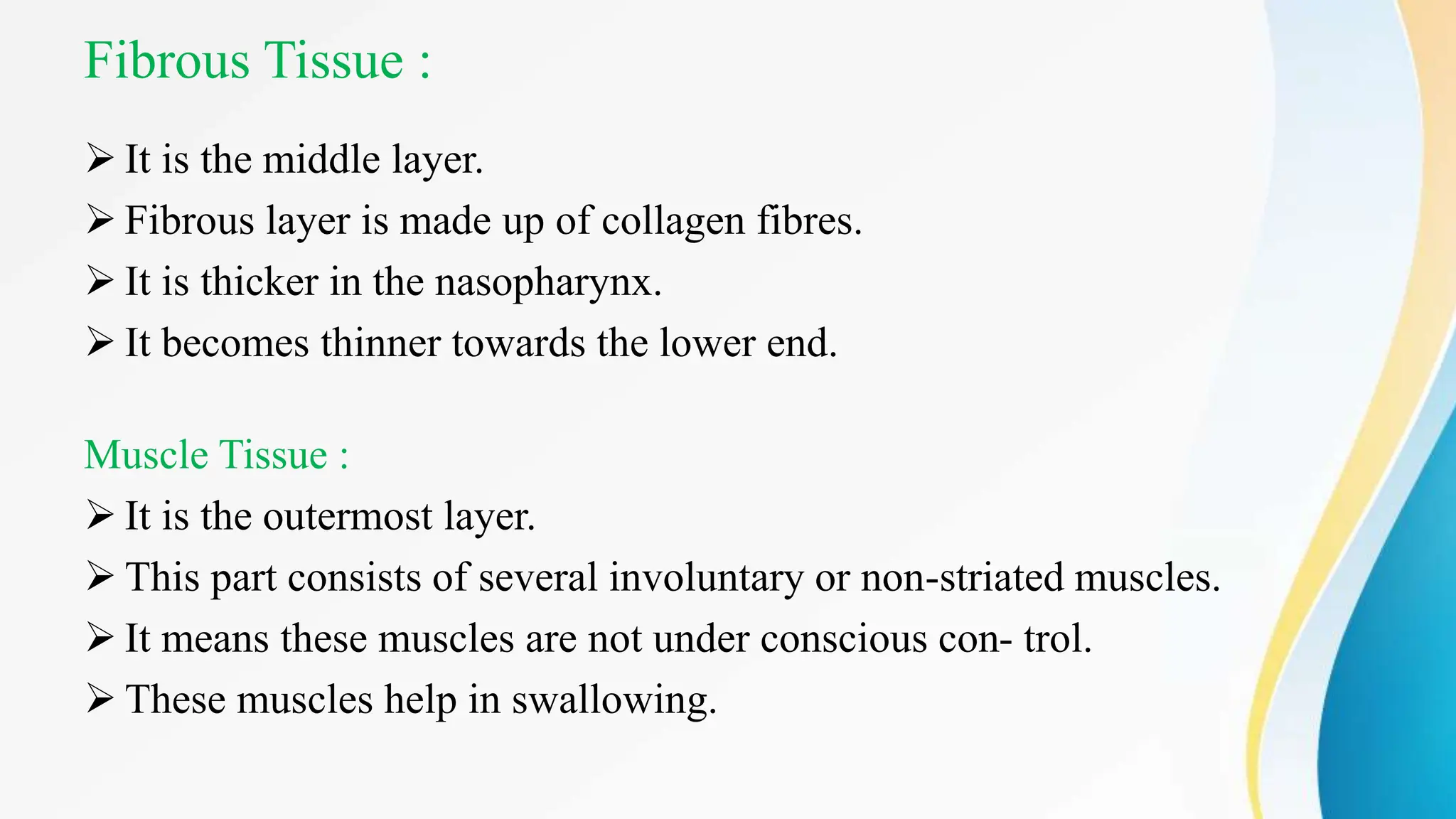 Fibrous Tissue :
 It is the middle layer.
 Fibrous layer is made up of collagen fibres.
 It is thicker in the nasopharynx.
 It becomes thinner towards the lower end.
Muscle Tissue :
 It is the outermost layer.
 This part consists of several involuntary or non-striated muscles.
 It means these muscles are not under conscious con- trol.
 These muscles help in swallowing.
 