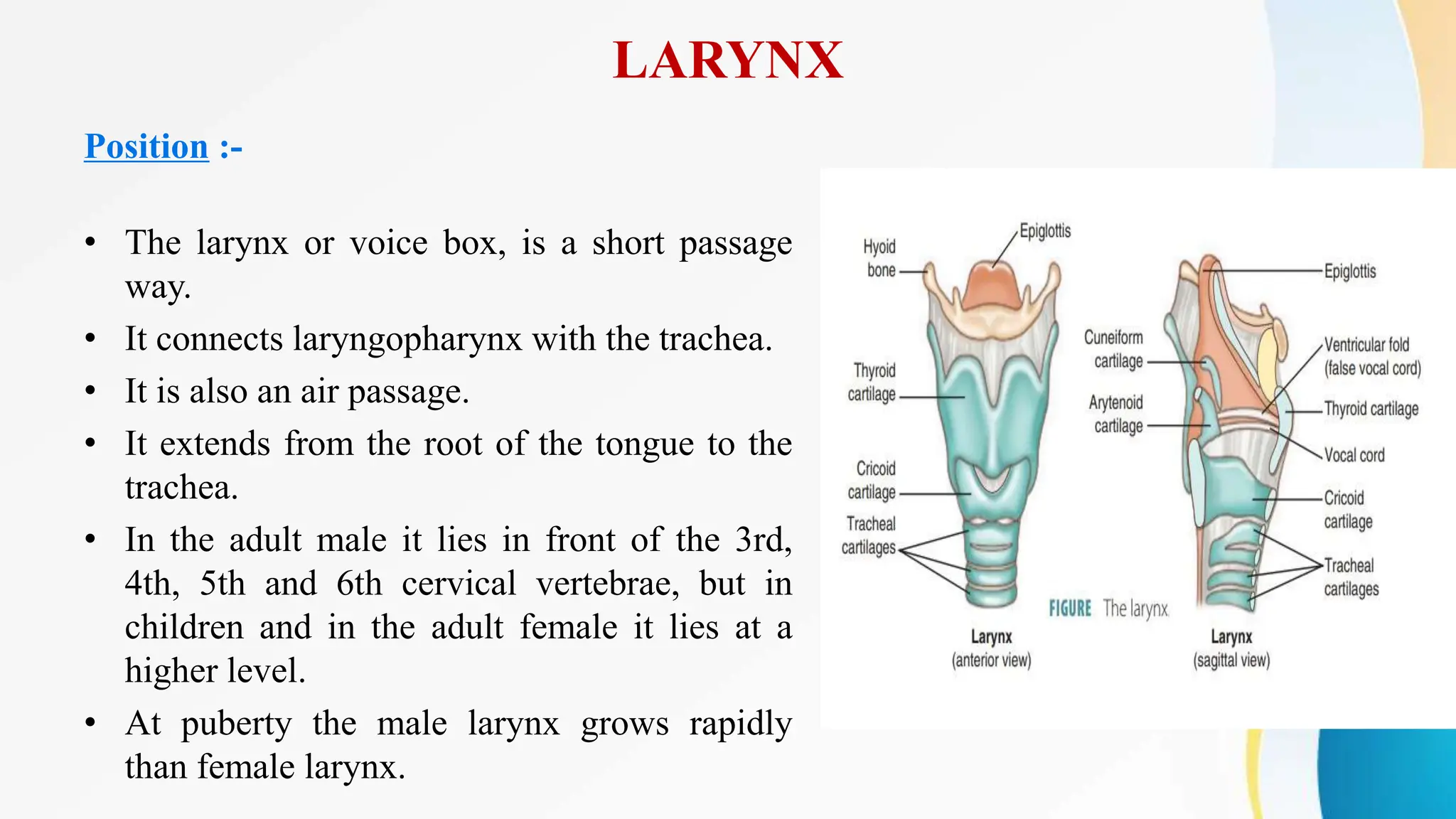 LARYNX
Position :-
• The larynx or voice box, is a short passage
way.
• It connects laryngopharynx with the trachea.
• It is also an air passage.
• It extends from the root of the tongue to the
trachea.
• In the adult male it lies in front of the 3rd,
4th, 5th and 6th cervical vertebrae, but in
children and in the adult female it lies at a
higher level.
• At puberty the male larynx grows rapidly
than female larynx.
 