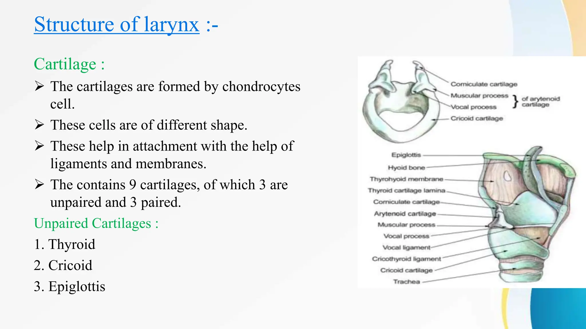 Structure of larynx :-
Cartilage :
 The cartilages are formed by chondrocytes
cell.
 These cells are of different shape.
 These help in attachment with the help of
ligaments and membranes.
 The contains 9 cartilages, of which 3 are
unpaired and 3 paired.
Unpaired Cartilages :
1. Thyroid
2. Cricoid
3. Epiglottis
 