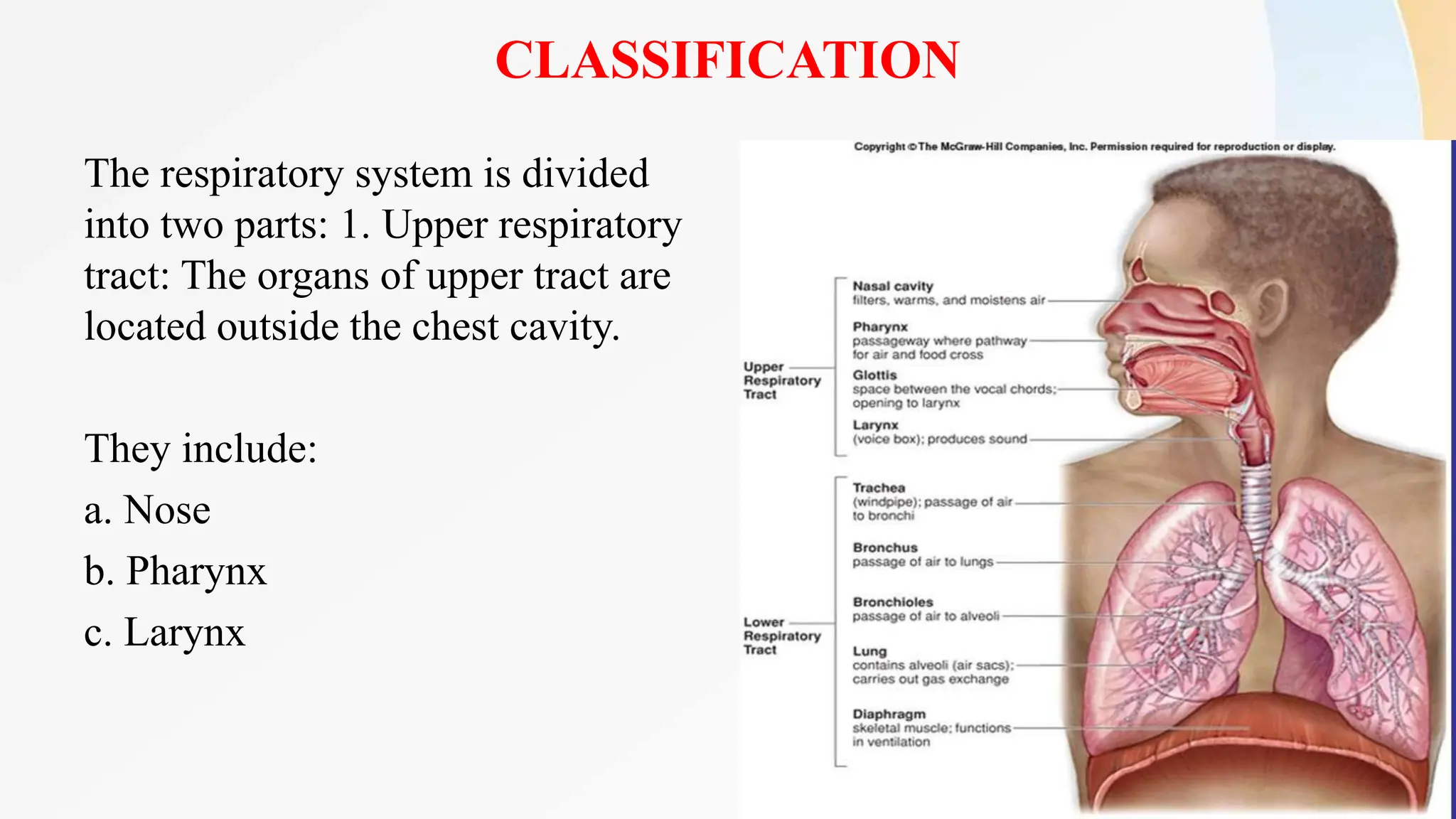 CLASSIFICATION
The respiratory system is divided
into two parts: 1. Upper respiratory
tract: The organs of upper tract are
located outside the chest cavity.
They include:
a. Nose
b. Pharynx
c. Larynx
 