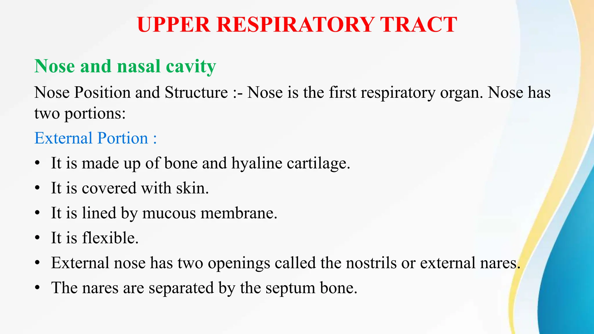 UPPER RESPIRATORY TRACT
Nose and nasal cavity
Nose Position and Structure :- Nose is the first respiratory organ. Nose has
two portions:
External Portion :
• It is made up of bone and hyaline cartilage.
• It is covered with skin.
• It is lined by mucous membrane.
• It is flexible.
• External nose has two openings called the nostrils or external nares.
• The nares are separated by the septum bone.
 