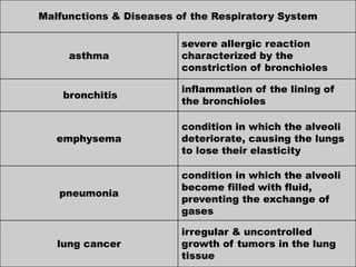 Malfunctions & Diseases of the Respiratory System
asthma
severe allergic reaction
characterized by the
constriction of bronchioles
bronchitis
inflammation of the lining of
the bronchioles
emphysema
condition in which the alveoli
deteriorate, causing the lungs
to lose their elasticity
pneumonia
condition in which the alveoli
become filled with fluid,
preventing the exchange of
gases
lung cancer
irregular & uncontrolled
growth of tumors in the lung
tissue
 