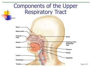 Components of the Upper
Respiratory Tract
Figure 10.2
 
