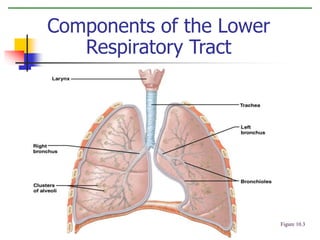 Components of the Lower
Respiratory Tract
Figure 10.3
 