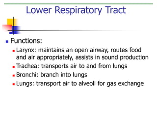  Functions:
 Larynx: maintains an open airway, routes food
and air appropriately, assists in sound production
 Trachea: transports air to and from lungs
 Bronchi: branch into lungs
 Lungs: transport air to alveoli for gas exchange
Lower Respiratory Tract
 