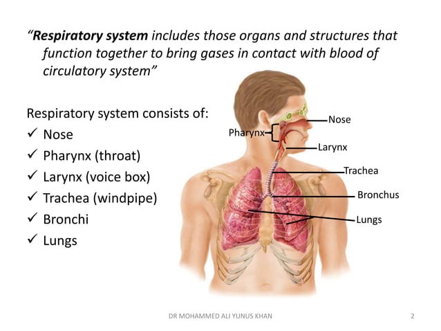 Respiratory system visual data 3