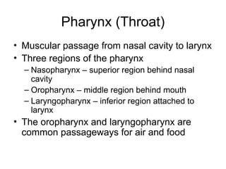 Pharynx (Throat)
• Muscular passage from nasal cavity to larynx
• Three regions of the pharynx
– Nasopharynx – superior region behind nasal
cavity
– Oropharynx – middle region behind mouth
– Laryngopharynx – inferior region attached to
larynx
• The oropharynx and laryngopharynx are
common passageways for air and food
 