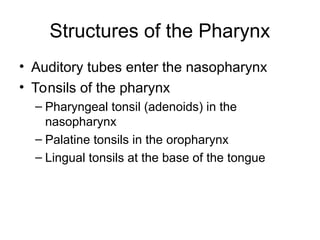Structures of the Pharynx
• Auditory tubes enter the nasopharynx
• Tonsils of the pharynx
– Pharyngeal tonsil (adenoids) in the
nasopharynx
– Palatine tonsils in the oropharynx
– Lingual tonsils at the base of the tongue
 