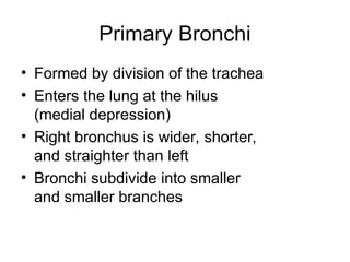 Primary Bronchi
• Formed by division of the trachea
• Enters the lung at the hilus
(medial depression)
• Right bronchus is wider, shorter,
and straighter than left
• Bronchi subdivide into smaller
and smaller branches
 