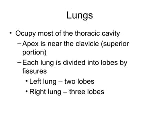 Lungs
• Ocupy most of the thoracic cavity
–Apex is near the clavicle (superior
portion)
–Each lung is divided into lobes by
fissures
• Left lung – two lobes
• Right lung – three lobes
 