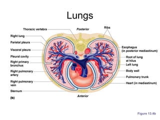 Lungs
Figure 13.4b
 