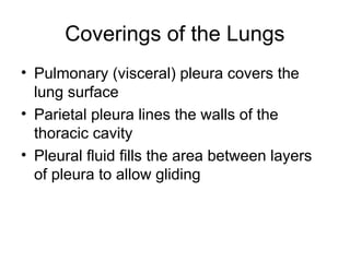Coverings of the Lungs
• Pulmonary (visceral) pleura covers the
lung surface
• Parietal pleura lines the walls of the
thoracic cavity
• Pleural fluid fills the area between layers
of pleura to allow gliding
 