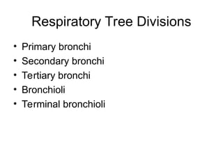 Respiratory Tree Divisions
• Primary bronchi
• Secondary bronchi
• Tertiary bronchi
• Bronchioli
• Terminal bronchioli
 
