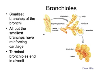 Bronchioles
• Smallest
branches of the
bronchi
• All but the
smallest
branches have
reinforcing
cartilage
• Terminal
bronchioles end
in alveoli
Figure 13.5a
 