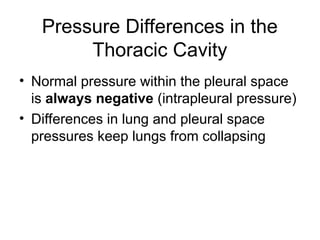 Pressure Differences in the
Thoracic Cavity
• Normal pressure within the pleural space
is always negative (intrapleural pressure)
• Differences in lung and pleural space
pressures keep lungs from collapsing
 