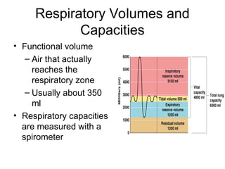 Respiratory Volumes and
Capacities
• Functional volume
– Air that actually
reaches the
respiratory zone
– Usually about 350
ml
• Respiratory capacities
are measured with a
spirometer
 