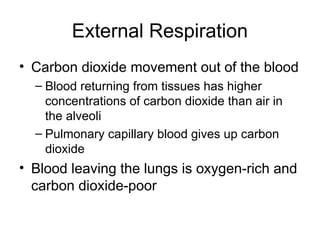 External Respiration
• Carbon dioxide movement out of the blood
– Blood returning from tissues has higher
concentrations of carbon dioxide than air in
the alveoli
– Pulmonary capillary blood gives up carbon
dioxide
• Blood leaving the lungs is oxygen-rich and
carbon dioxide-poor
 