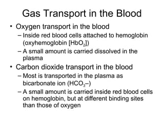 Gas Transport in the Blood
• Oxygen transport in the blood
– Inside red blood cells attached to hemoglobin
(oxyhemoglobin [HbO2])
– A small amount is carried dissolved in the
plasma
• Carbon dioxide transport in the blood
– Most is transported in the plasma as
bicarbonate ion (HCO3–)
– A small amount is carried inside red blood cells
on hemoglobin, but at different binding sites
than those of oxygen
 