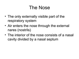 The Nose
• The only externally visible part of the
respiratory system
• Air enters the nose through the external
nares (nostrils)
• The interior of the nose consists of a nasal
cavity divided by a nasal septum
 