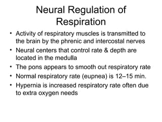 Neural Regulation of
Respiration
• Activity of respiratory muscles is transmitted to
the brain by the phrenic and intercostal nerves
• Neural centers that control rate & depth are
located in the medulla
• The pons appears to smooth out respiratory rate
• Normal respiratory rate (eupnea) is 12–15 min.
• Hypernia is increased respiratory rate often due
to extra oxygen needs
 