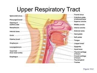 Upper Respiratory Tract
Figure 13.2
 