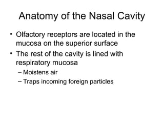 Anatomy of the Nasal Cavity
• Olfactory receptors are located in the
mucosa on the superior surface
• The rest of the cavity is lined with
respiratory mucosa
– Moistens air
– Traps incoming foreign particles
 