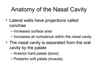 Anatomy of the Nasal Cavity
• Lateral walls have projections called
conchae
– Increases surface area
– Increases air turbulence within the nasal cavity
• The nasal cavity is separated from the oral
cavity by the palate
– Anterior hard palate (bone)
– Posterior soft palate (muscle)
 