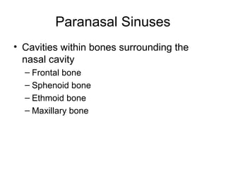 Paranasal Sinuses
• Cavities within bones surrounding the
nasal cavity
– Frontal bone
– Sphenoid bone
– Ethmoid bone
– Maxillary bone
 