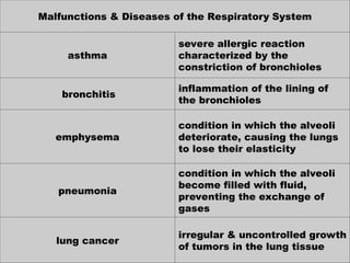 Malfunctions & Diseases of the Respiratory System
asthma
severe allergic reaction
characterized by the
constriction of bronchioles
bronchitis
inflammation of the lining of
the bronchioles
emphysema
condition in which the alveoli
deteriorate, causing the lungs
to lose their elasticity
pneumonia
condition in which the alveoli
become filled with fluid,
preventing the exchange of
gases
lung cancer
irregular & uncontrolled growth
of tumors in the lung tissue
 