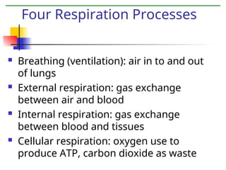  Breathing (ventilation): air in to and out
of lungs
 External respiration: gas exchange
between air and blood
 Internal respiration: gas exchange
between blood and tissues
 Cellular respiration: oxygen use to
produce ATP, carbon dioxide as waste
Four Respiration Processes
 