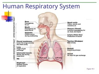 Human Respiratory System
Figure 10.1
 