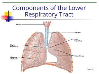 Components of the Lower
Respiratory Tract
Figure 10.3
 