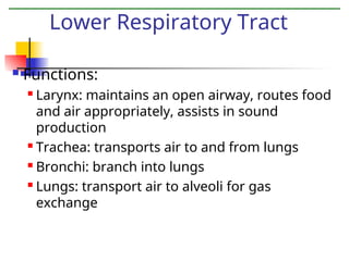  Functions:
 Larynx: maintains an open airway, routes food
and air appropriately, assists in sound
production
 Trachea: transports air to and from lungs
 Bronchi: branch into lungs
 Lungs: transport air to alveoli for gas
exchange
Lower Respiratory Tract
 