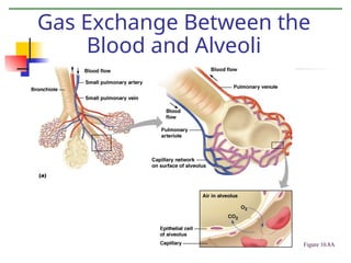 Gas Exchange Between the
Blood and Alveoli
Figure 10.8A
 