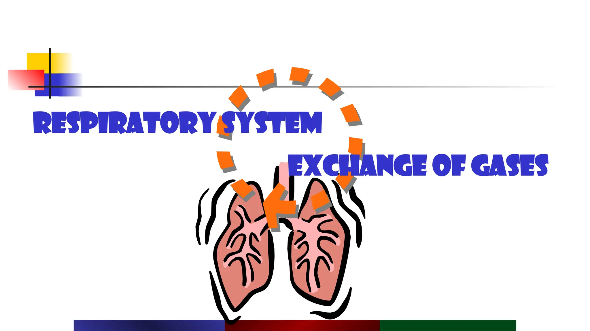 Respiratory System Pptx Pfhsjdzxfbszkjxcbsjzxhcb Pptx