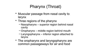 Pharynx (Throat)
• Muscular passage from nasal cavity to
larynx
• Three regions of the pharynx
– Nasopharynx – superior region behind nasal
cavity
– Oropharynx – middle region behind mouth
– Laryngopharynx – inferior region attached to
larynx
• The oropharynx and laryngopharynx are
common passageways for air and food
 
