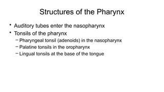 Structures of the Pharynx
• Auditory tubes enter the nasopharynx
• Tonsils of the pharynx
– Pharyngeal tonsil (adenoids) in the nasopharynx
– Palatine tonsils in the oropharynx
– Lingual tonsils at the base of the tongue
 