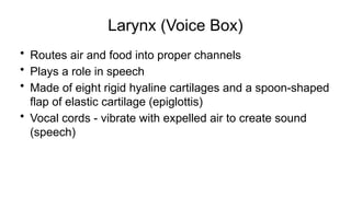 Larynx (Voice Box)
• Routes air and food into proper channels
• Plays a role in speech
• Made of eight rigid hyaline cartilages and a spoon-shaped
flap of elastic cartilage (epiglottis)
• Vocal cords - vibrate with expelled air to create sound
(speech)
 