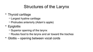 Structures of the Larynx
• Thyroid cartilage
– Largest hyaline cartilage
– Protrudes anteriorly (Adam’s apple)
• Epiglottis
– Superior opening of the larynx
– Routes food to the larynx and air toward the trachea
• Glottis – opening between vocal cords
 