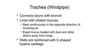 Trachea (Windpipe)
• Connects larynx with bronchi
• Lined with ciliated mucosa
– Beat continuously in the opposite direction of
incoming air
– Expel mucus loaded with dust and other
debris away from lungs
• Walls are reinforced with C-shaped
hyaline cartilage
 