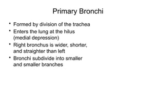 Primary Bronchi
• Formed by division of the trachea
• Enters the lung at the hilus
(medial depression)
• Right bronchus is wider, shorter,
and straighter than left
• Bronchi subdivide into smaller
and smaller branches
 