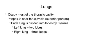 Lungs
• Ocupy most of the thoracic cavity
–Apex is near the clavicle (superior portion)
–Each lung is divided into lobes by fissures
• Left lung – two lobes
• Right lung – three lobes
 