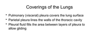 Coverings of the Lungs
• Pulmonary (visceral) pleura covers the lung surface
• Parietal pleura lines the walls of the thoracic cavity
• Pleural fluid fills the area between layers of pleura to
allow gliding
 