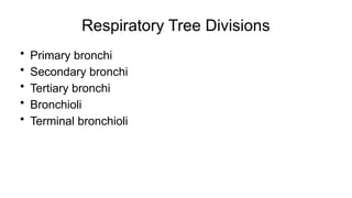 Respiratory Tree Divisions
• Primary bronchi
• Secondary bronchi
• Tertiary bronchi
• Bronchioli
• Terminal bronchioli
 