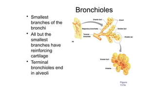 Bronchioles
• Smallest
branches of the
bronchi
• All but the
smallest
branches have
reinforcing
cartilage
• Terminal
bronchioles end
in alveoli
Figure
13.5a
 