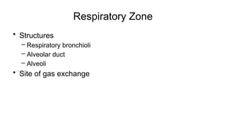 Respiratory Zone
• Structures
– Respiratory bronchioli
– Alveolar duct
– Alveoli
• Site of gas exchange
 