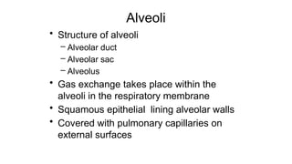 Alveoli
• Structure of alveoli
– Alveolar duct
– Alveolar sac
– Alveolus
• Gas exchange takes place within the
alveoli in the respiratory membrane
• Squamous epithelial lining alveolar walls
• Covered with pulmonary capillaries on
external surfaces
 